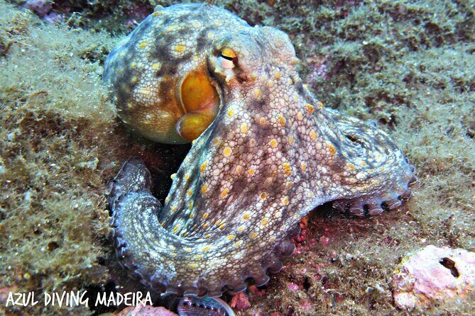 Scuba Diving Experience in Madeira - Who Is This Experience Best For?