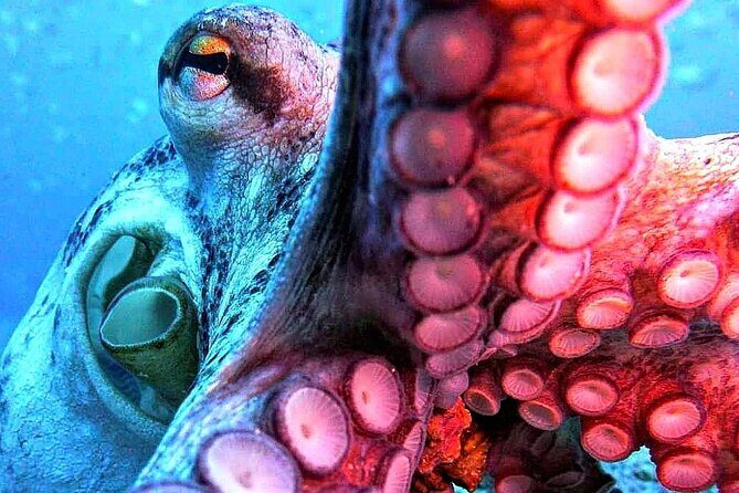 Scuba Diving Experience in Madeira - The Sum Up: Is This Tour Worth It?