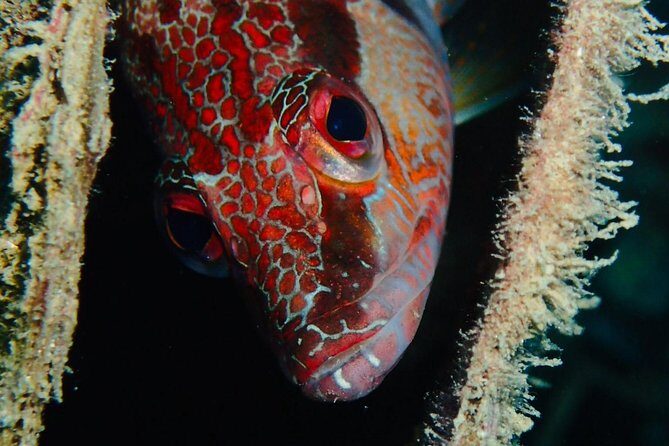 Scuba Diving Experience in Taormina - FAQ