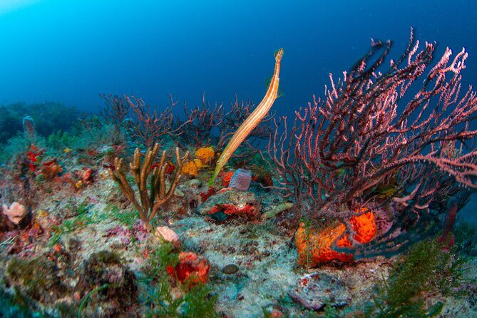 Scuba Diving Experience in West Palm Beach - Discovering West Palm Beach’s Underwater Charm