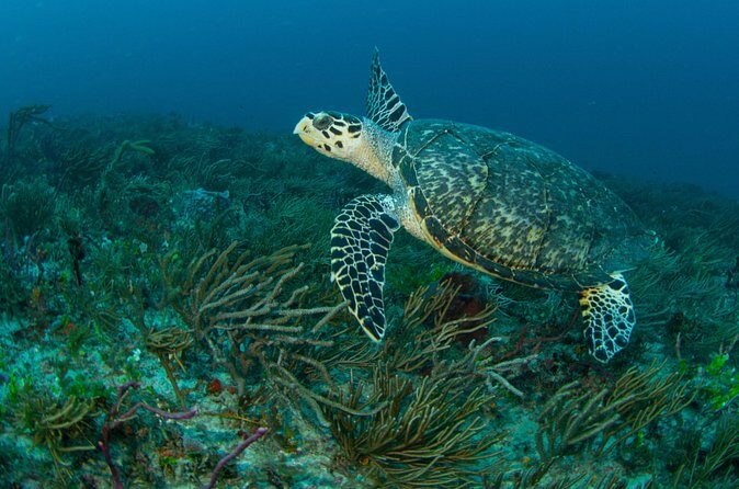 Scuba Diving Experience in West Palm Beach - Practical Tips for Your Trip