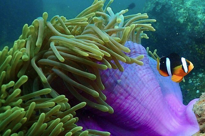 Scuba Diving For Beginners - What to Expect from the Tour