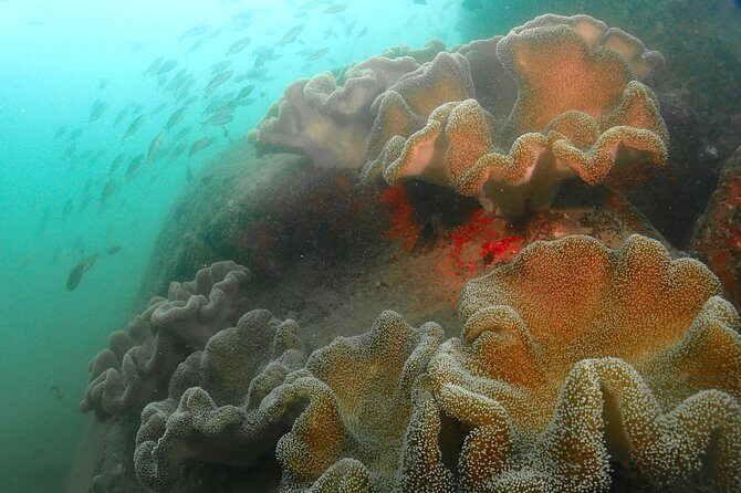 Scuba Diving For Beginners - Final Thoughts