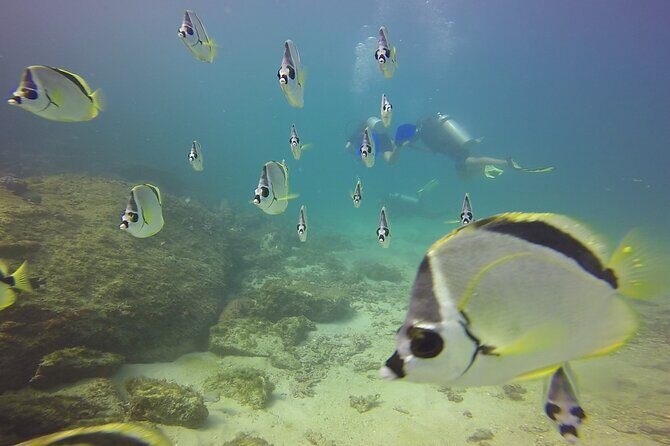 Scuba Diving for Beginners in Acapulco - Who Should Consider This Tour?