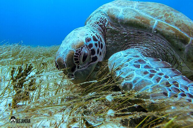 Scuba Diving for Beginners  Playa del Carmen or Tulum - FAQ