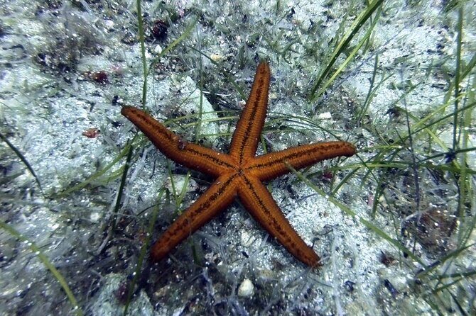 Scuba Diving for Beginners with a PADI Instructor near Heraklion - The Transportation and Logistics