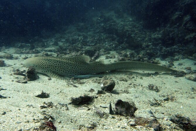 Scuba Diving from Koh Yao Yai - Why This Tour Works Well