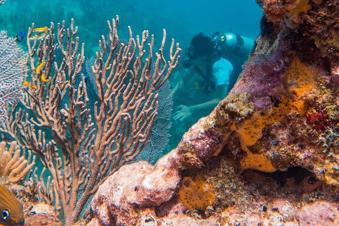 Scuba Diving in Cozumel Island - The Experience: Beyond the Basics