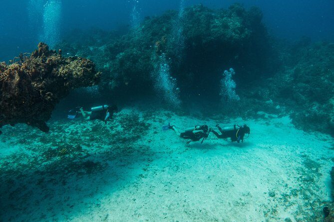 Scuba Diving in Cozumel Island - The Marine Environment: Why It’s Special