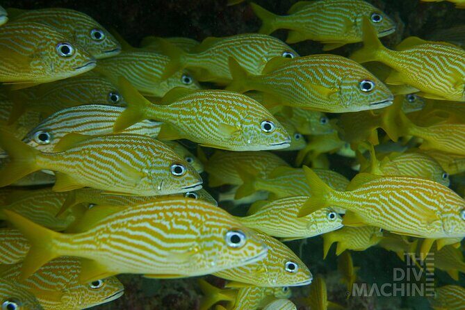 Scuba Diving in Cozumel or Playa del Carmen with Certificates - Final Thoughts