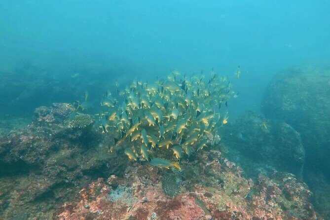 Scuba Diving in Kalpitiya - Key Points