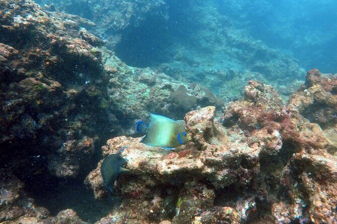 Scuba Diving in Kalpitiya - What to Expect from the Tour