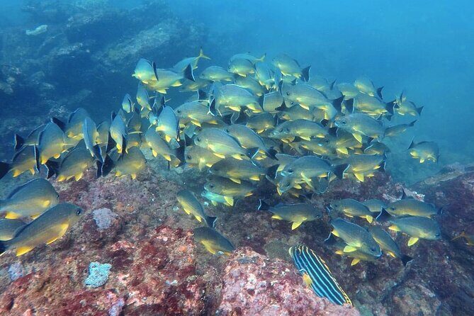 Scuba Diving in Kalpitiya - The Sum Up
