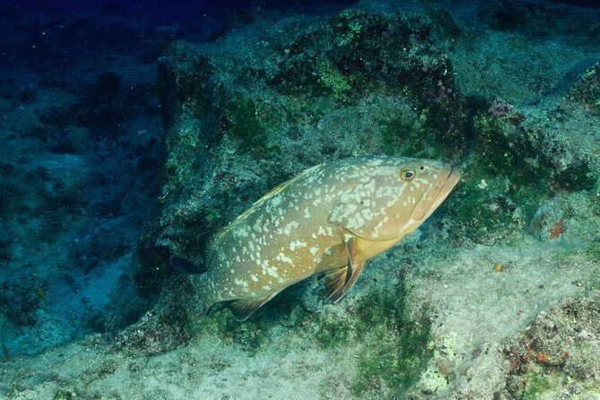 Scuba Diving in Kas for Certified Divers incl. All Equipments - Who Should Consider This Tour?