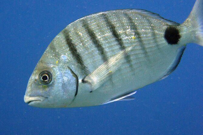 Scuba Diving in Lanzarote (for certified divers only) - The Sum Up