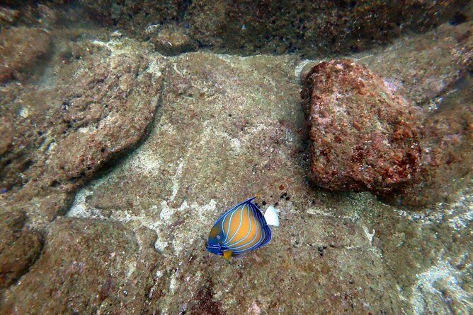 Scuba Diving in Mirissa - Exploring Scuba Diving in Mirissa: An Authentic Underwater Adventure in Sri Lanka