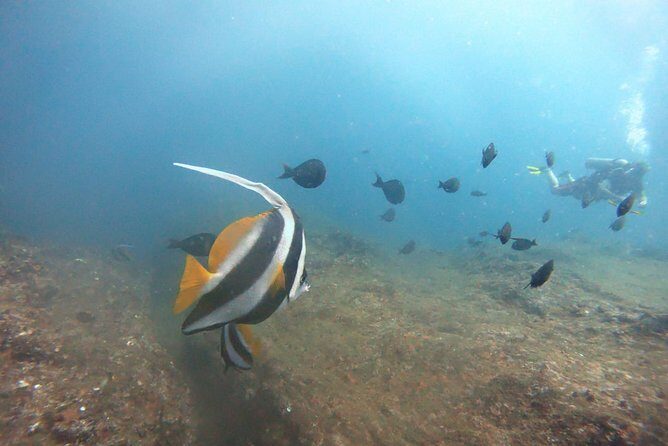 Scuba Diving in Mirissa - FAQ
