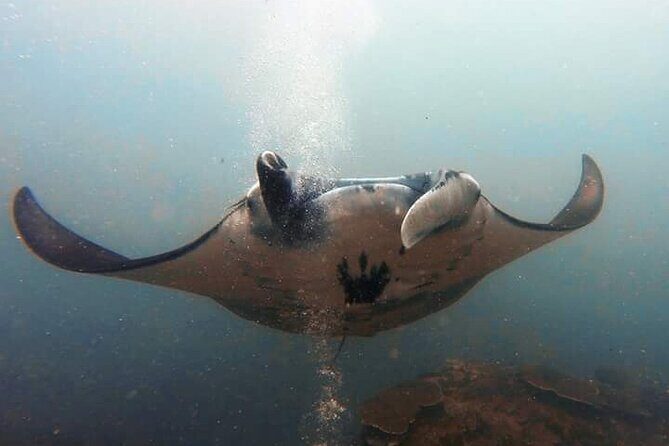 Scuba Diving in Nusa Penida Island and Manta Point - A Detailed Breakdown: Why This Tour Stands Out