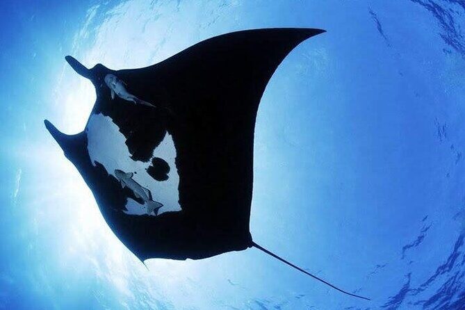Scuba Diving in Nusa Penida Island and Manta Point - FAQ