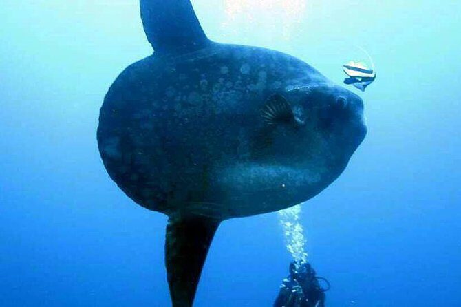 Scuba Diving in Nusa Penida - Manta Point - Potential Drawbacks