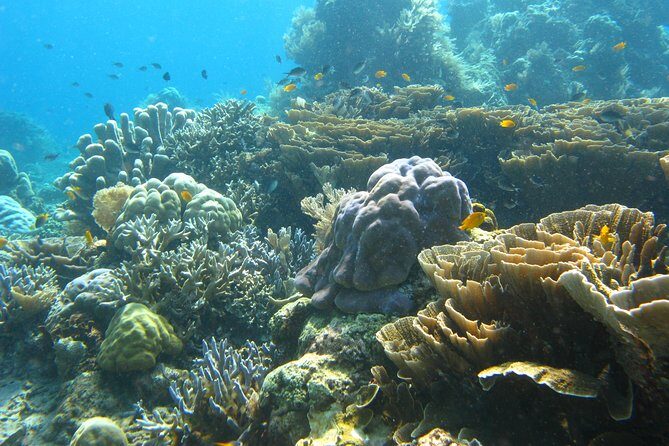 Scuba diving in PADANG BAY BALI - Key Points