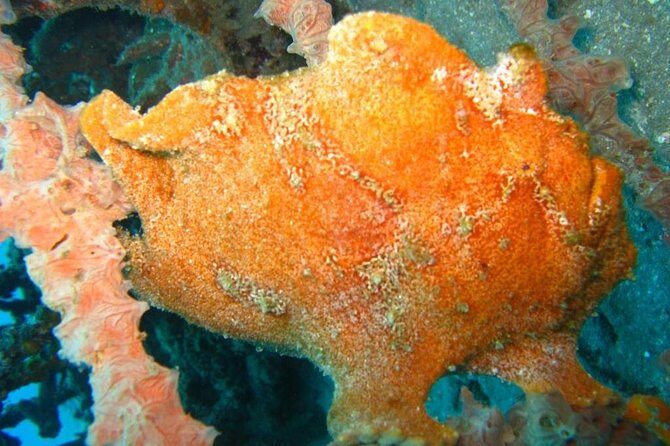 Scuba diving in PADANG BAY BALI - An Authentic Dive into Bali’s Marine World