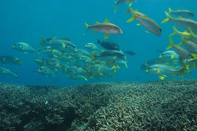 Scuba diving in PADANG BAY BALI - Frequently Asked Questions