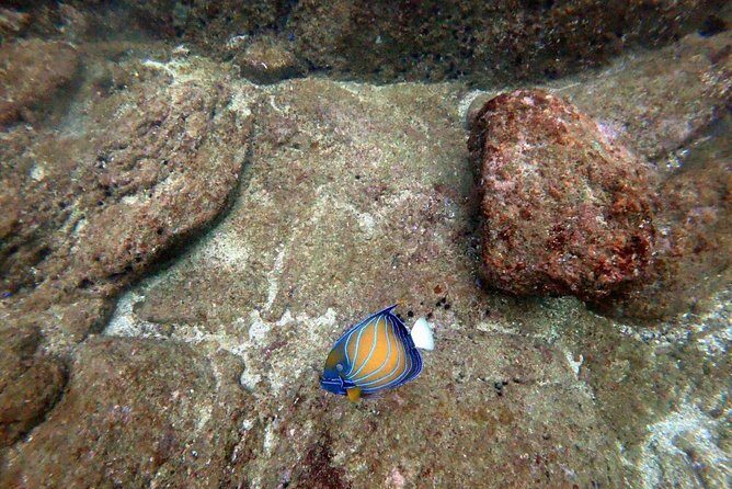 Scuba Diving in Unawatuna - A Closer Look at the Unawatuna Scuba Tour
