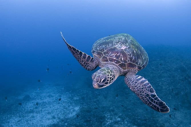 Scuba Diving in Yakushima island (for certified divers only) - An In-Depth Look at the Yakushima Diving Experience