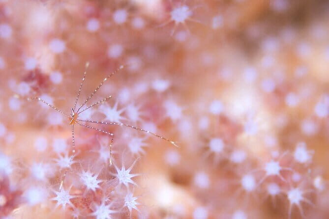 Scuba Diving in Yakushima island (for certified divers only) - Authentic Experiences and Honest Insights from Reviews