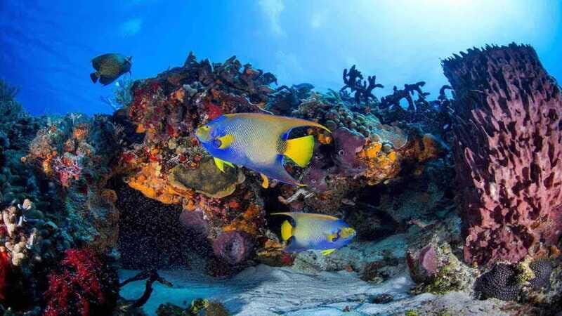 Scuba Diving Playa del Carmen: PADI Open Water Certification - A Closer Look at the Experience