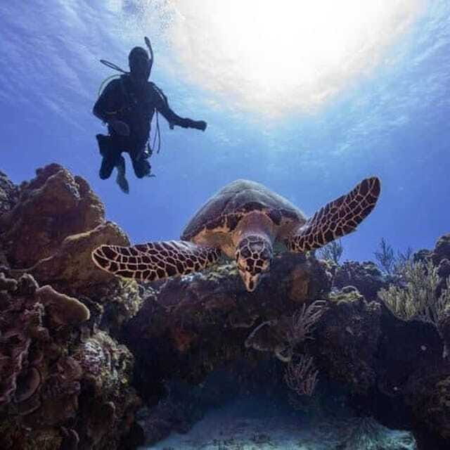 Scuba Diving Playa del Carmen: PADI Open Water Certification - Final Thoughts
