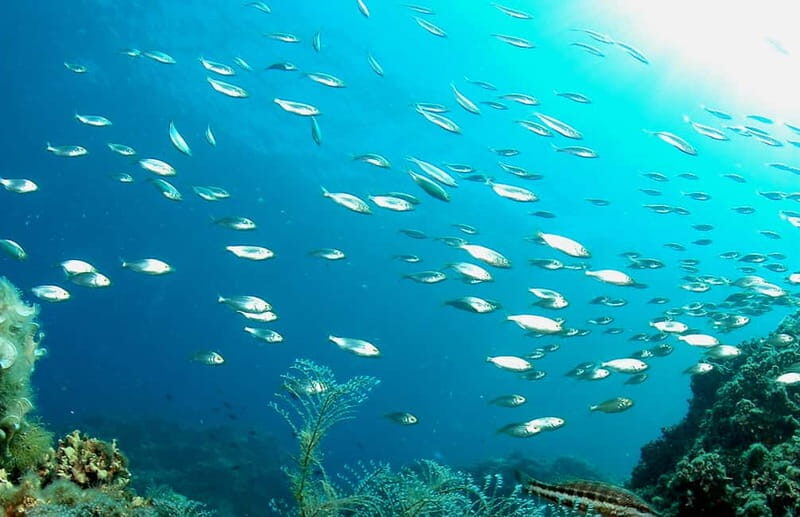 Scuba diving-private and individual No certification needed - Why Choose This Cyprus Scuba Tour?