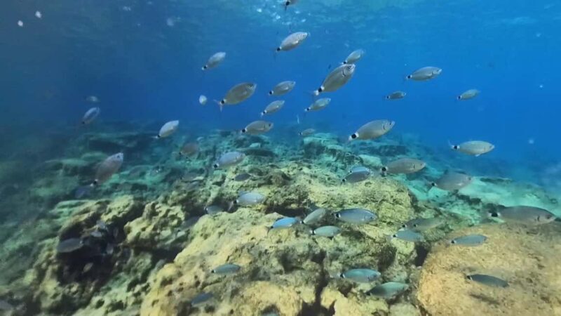 Scuba diving-private and individual No certification needed - Authentic Experiences from Past Participants