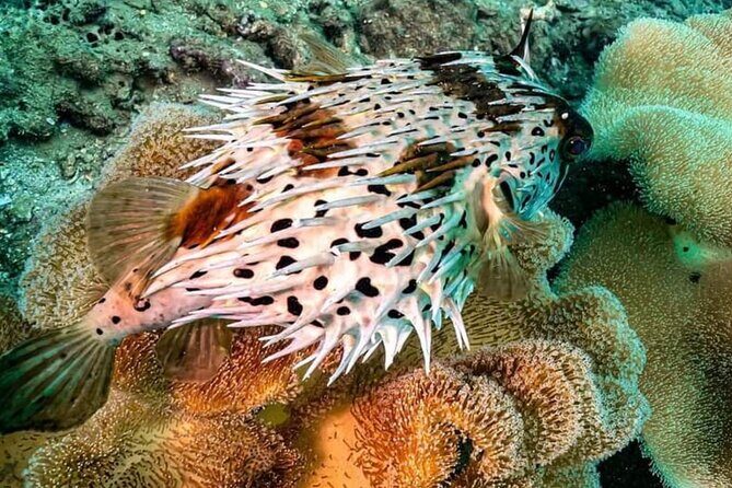 Scuba Diving Tour in Cham Island for certified divers or Beginners - Final Thoughts