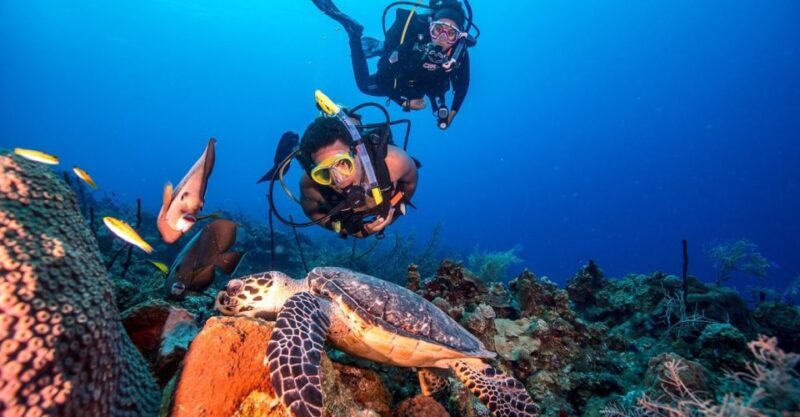 Scuba Diving Tour with Transfer From Alanya and city of Side - What to Expect from the Tour