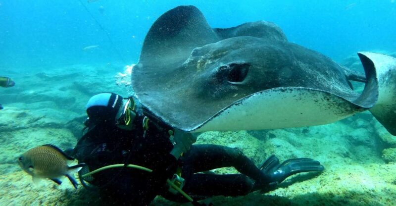 Scuba Diving trips for Certified Divers in Tenerife - Introduction to the Tenerife Certified Diver Experience