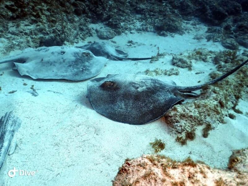 Scuba Diving trips for Certified Divers in Tenerife - The Logistics: What To Know