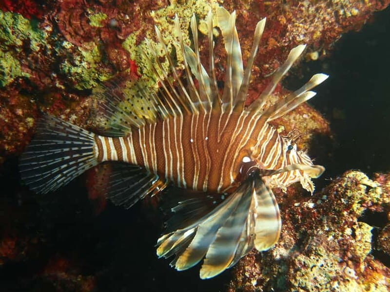 Scuba Diving - Tunnels & Caves - Cape Greco - private guided - Final Thoughts