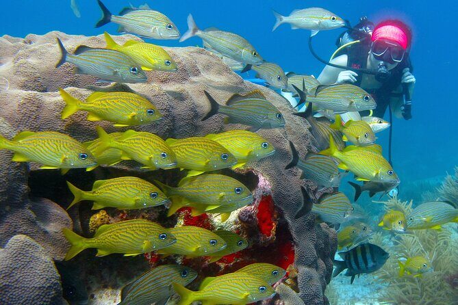 Scuba Diving Under Water Museum and Reef for beginners - Safety and Reliability