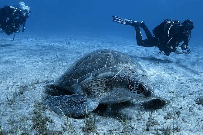 Scuba Experience in Tenerife with Guide - Authentic Experiences and Reviewer Insights