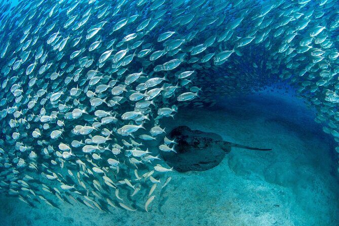Scuba Experience in Tenerife with Guide - Who Is This Tour Best For?