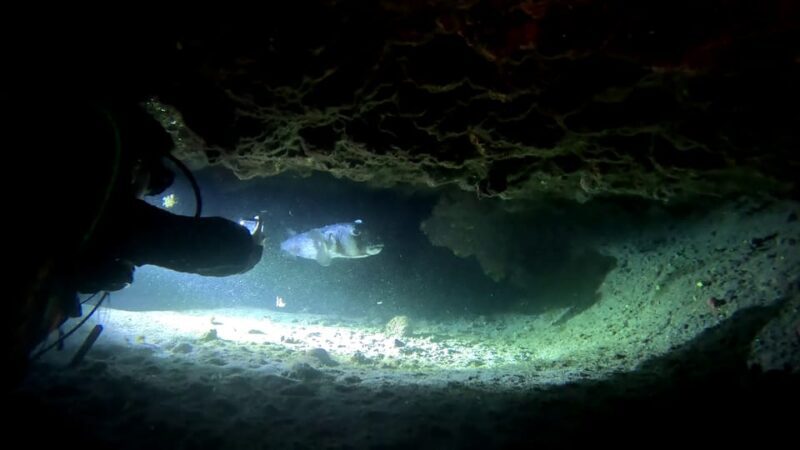 Scuba Night Dive for certified divers in Tenerife - The Experience in Detail