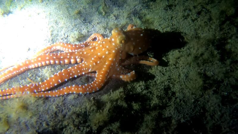 Scuba Night Dive for certified divers in Tenerife - FAQs