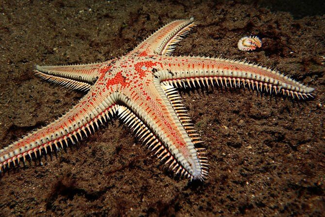 Scuba Night Dive on Tenerife - The Practical Details: Timing, Group Size, and Location