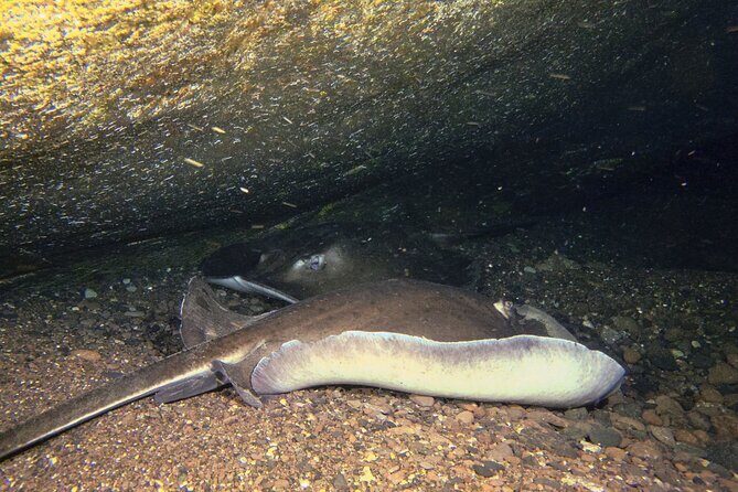 Scuba Night Dive on Tenerife - Authentic Insights from Reviewers