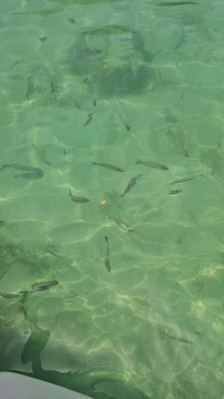 Sea excursion - Practical Details: Transport, Group Size, and Costs