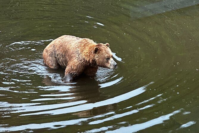 Sea it All -Private Sitka Wildlife LAND & SEA COMBO for 6 w/meal - A Deep Dive into the Sitka Sea & Land Combo Experience