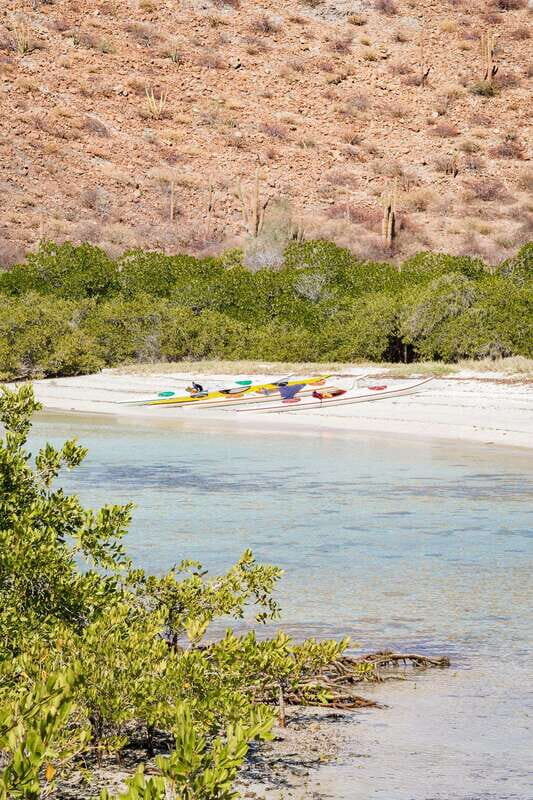 Sea Kayak Tour - Marine Safari - Exploring the Details of the Baja Marine Safari
