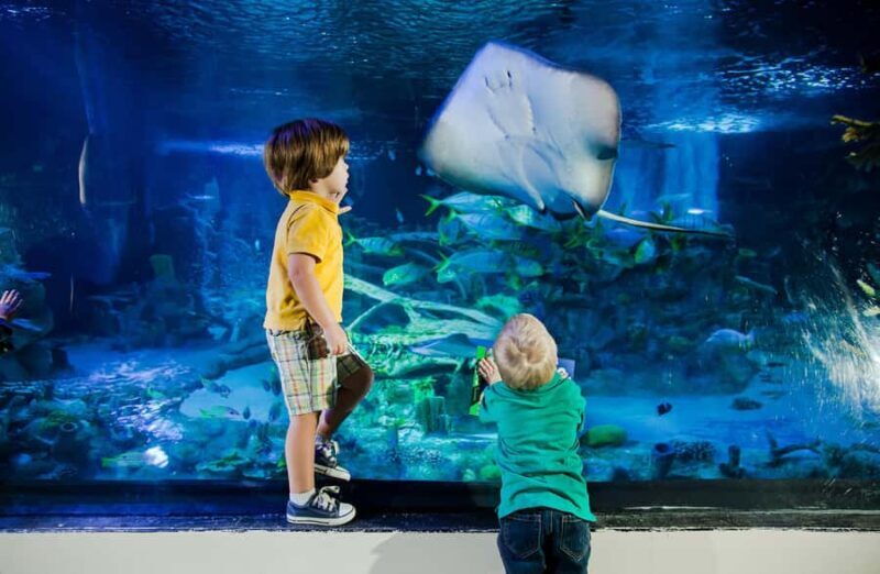 SEA LIFE Aquarium San Antonio - Introduction: A Fun Underwater Adventure for All Ages